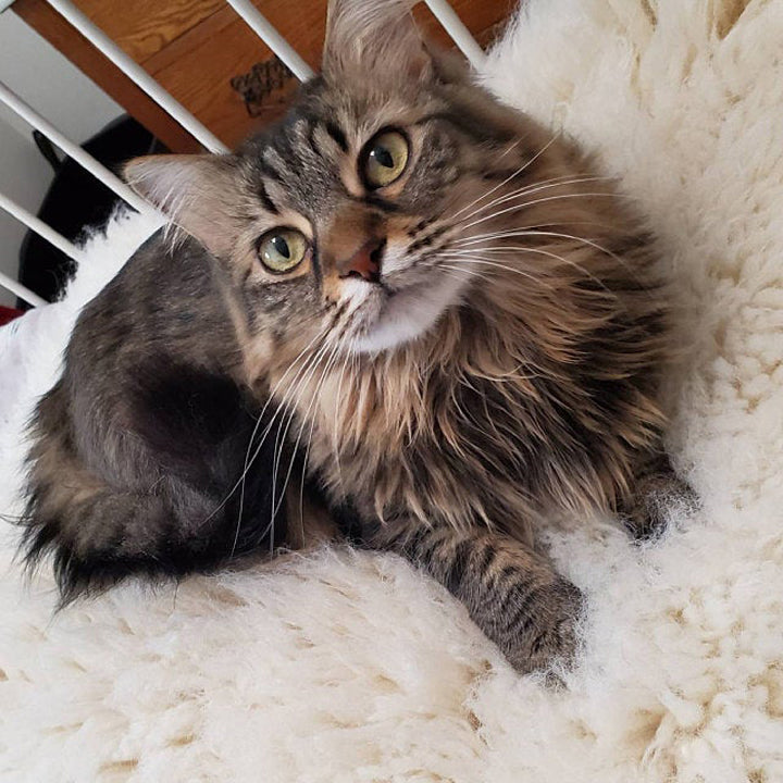 ORGANIC FLOKATI PET BEDS | FLOKATI THROW RUGS